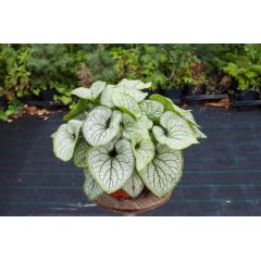 Brunera 'Silver Heart' - Brunnera Silver Heart